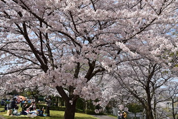 1中央公園桜２.jpg