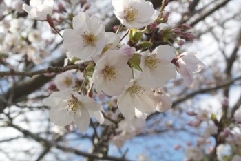 25桜.jpg