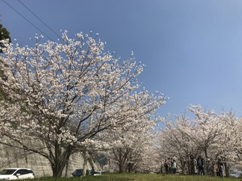 25桜１.jpg